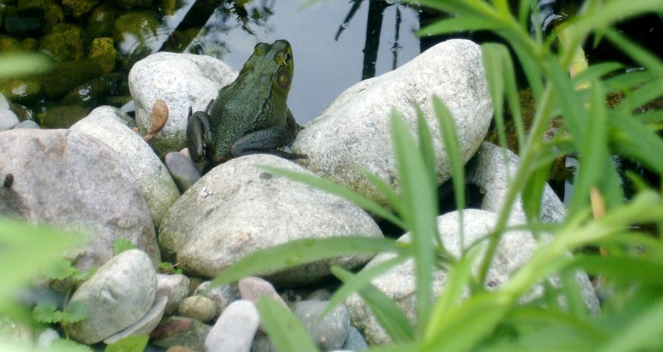 A Pond Resident