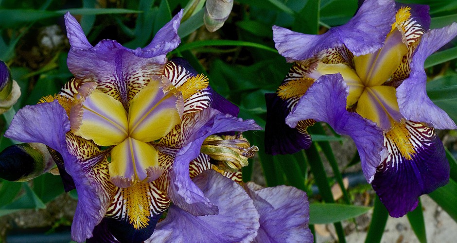 Perennial Garden Glories
